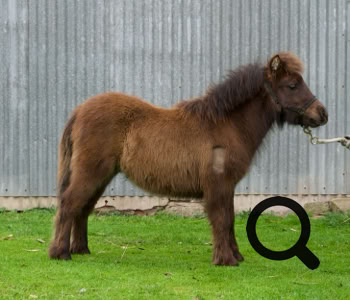 Details of pony