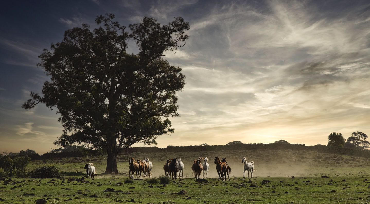 Group of horses running at Sunset.